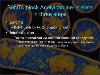 BoNTs block Acetylcholine release
in three steps
• Binding
– BoNT binds by Hc to receptor on cell
• Internalization
– Toxins internalized via receptor-mediated endocytosis
• THE POINT OF NO RETURN: once endocytosed, the toxins
can no longer be neutralized by antisera
 