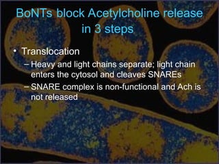 BoNTs block Acetylcholine release
in 3 steps
• Translocation
– Heavy and light chains separate; light chain
enters the cytosol and cleaves SNAREs
– SNARE complex is non-functional and Ach is
not released
 