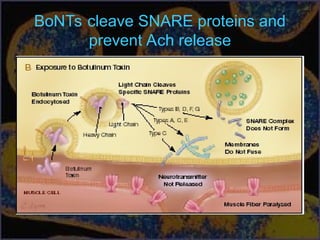 BoNTs cleave SNARE proteins and
prevent Ach release
 