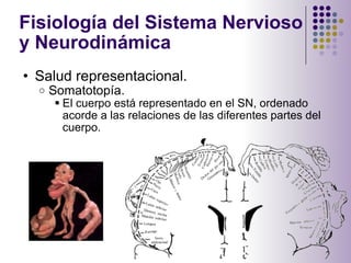 Fisiología del Sistema Nervioso y Neurodinámica  <ul><ul><li>Salud representacional. </li></ul></ul><ul><ul><ul><li>Somato...