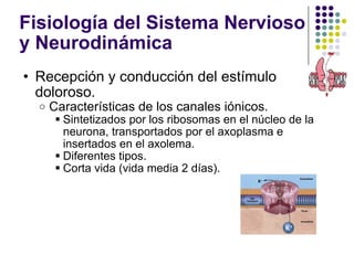 Fisiología del Sistema Nervioso y Neurodinámica  <ul><ul><li>Recepción y conducción del estímulo doloroso. </li></ul></ul>...