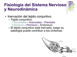 Fisiología del Sistema Nervioso y Neurodinámica <ul><ul><li>Inervación del tejido conjuntivo. </li></ul></ul><ul><ul><ul><...