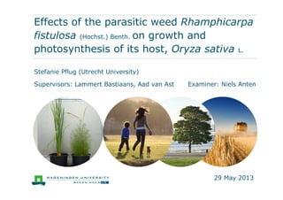 Effects of the parasitic weed Rhamphicarpa
fistulosa (Hochst.) Benth. on growth and
photosynthesis of its host, Oryza sativa L.
Stefanie Pflug (Utrecht University)
Supervisors: Lammert Bastiaans, Aad van Ast Examiner: Niels Anten
29 May 2013
 