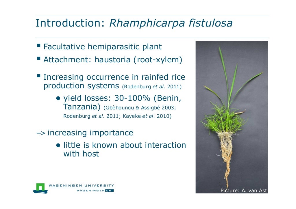 Dissertation stefanie gemein 05 image