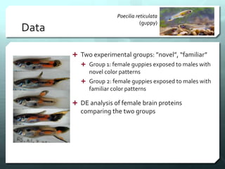 Data
 Two experimental groups: ”novel”, “familiar”
 Group 1: female guppies exposed to males with
novel color patterns
 Group 2: female guppies exposed to males with
familiar color patterns
 DE analysis of female brain proteins
comparing the two groups
Poecilia reticulata
(guppy)
 