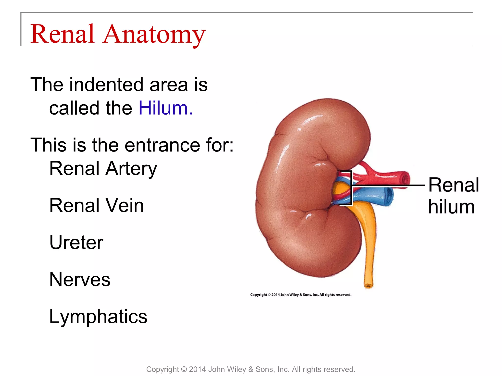 26-chapter-26-the-urinary-system-ppt