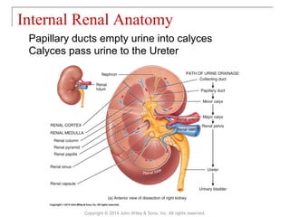 Papillary ducts empty urine into calyces
Calyces pass urine to the Ureter
Internal Renal Anatomy
Copyright © 2014 John Wiley & Sons, Inc. All rights reserved.
 