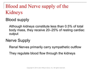 Blood supply
Although kidneys constitute less than 0.5% of total
body mass, they receive 20–25% of resting cardiac
output
Nerve Supply
Renal Nerves primarily carry sympathetic outflow
They regulate blood flow through the kidneys
Blood and Nerve supply of the
Kidneys
Copyright © 2014 John Wiley & Sons, Inc. All rights reserved.
 