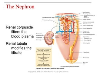 The Nephron
Renal corpuscle
filters the
blood plasma
Renal tubule
modifies the
filtrate
Copyright © 2014 John Wiley & Sons, Inc. All rights reserved.
 