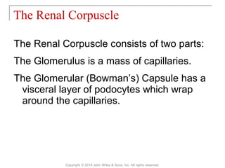 The Renal Corpuscle consists of two parts:
The Glomerulus is a mass of capillaries.
The Glomerular (Bowman’s) Capsule has a
visceral layer of podocytes which wrap
around the capillaries.
The Renal Corpuscle
Copyright © 2014 John Wiley & Sons, Inc. All rights reserved.
 