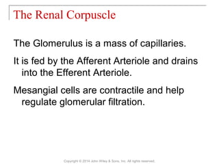 The Glomerulus is a mass of capillaries.
It is fed by the Afferent Arteriole and drains
into the Efferent Arteriole.
Mesangial cells are contractile and help
regulate glomerular filtration.
The Renal Corpuscle
Copyright © 2014 John Wiley & Sons, Inc. All rights reserved.
 