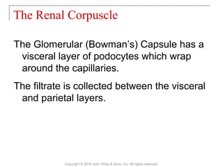 The Glomerular (Bowman’s) Capsule has a
visceral layer of podocytes which wrap
around the capillaries.
The filtrate is collected between the visceral
and parietal layers.
The Renal Corpuscle
Copyright © 2014 John Wiley & Sons, Inc. All rights reserved.
 