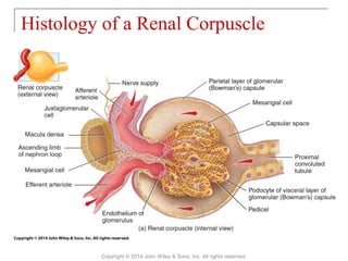 Histology of a Renal Corpuscle
Copyright © 2014 John Wiley & Sons, Inc. All rights reserved.
 
