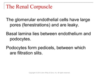 The glomerular endothelial cells have large
pores (fenestrations) and are leaky.
Basal lamina lies between endothelium and
podocytes.
Podocytes form pedicels, between which
are filtration slits.
The Renal Corpuscle
Copyright © 2014 John Wiley & Sons, Inc. All rights reserved.
 