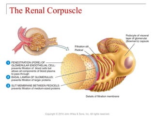 The Renal Corpuscle
Copyright © 2014 John Wiley & Sons, Inc. All rights reserved.
 