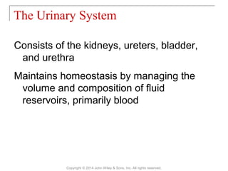 Consists of the kidneys, ureters, bladder,
and urethra
Maintains homeostasis by managing the
volume and composition of fluid
reservoirs, primarily blood
The Urinary System
Copyright © 2014 John Wiley & Sons, Inc. All rights reserved.
 