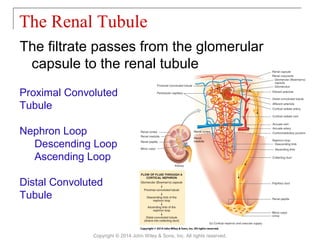 The filtrate passes from the glomerular
capsule to the renal tubule
The Renal Tubule
Copyright © 2014 John Wiley & Sons, Inc. All rights reserved.
Proximal Convoluted
Tubule
Nephron Loop
Descending Loop
Ascending Loop
Distal Convoluted
Tubule
 