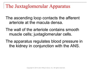 The ascending loop contacts the afferent
arteriole at the macula densa.
The wall of the arteriole contains smooth
muscle cells; juxtaglomerular cells.
The apparatus regulates blood pressure in
the kidney in conjunction with the ANS.
The Juxtaglomerular Apparatus
Copyright © 2014 John Wiley & Sons, Inc. All rights reserved.
 