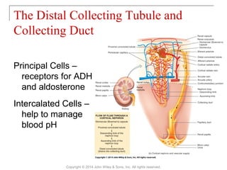 The Distal Collecting Tubule and
Collecting Duct
Principal Cells –
receptors for ADH
and aldosterone
Intercalated Cells –
help to manage
blood pH
Copyright © 2014 John Wiley & Sons, Inc. All rights reserved.
 
