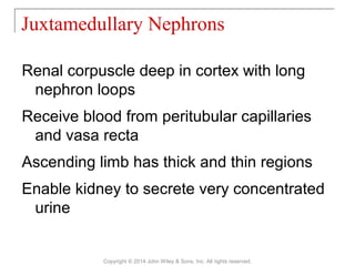 Renal corpuscle deep in cortex with long
nephron loops
Receive blood from peritubular capillaries
and vasa recta
Ascending limb has thick and thin regions
Enable kidney to secrete very concentrated
urine
Juxtamedullary Nephrons
Copyright © 2014 John Wiley & Sons, Inc. All rights reserved.
 