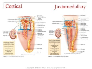 Cortical
Copyright © 2014 John Wiley & Sons, Inc. All rights reserved.
Juxtamedullary
 