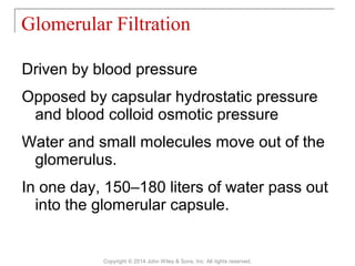 Driven by blood pressure
Opposed by capsular hydrostatic pressure
and blood colloid osmotic pressure
Water and small molecules move out of the
glomerulus.
In one day, 150–180 liters of water pass out
into the glomerular capsule.
Glomerular Filtration
Copyright © 2014 John Wiley & Sons, Inc. All rights reserved.
 