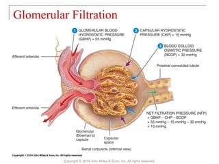 Glomerular Filtration
Copyright © 2014 John Wiley & Sons, Inc. All rights reserved.
 