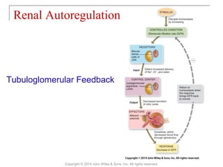 Renal Autoregulation
Copyright © 2014 John Wiley & Sons, Inc. All rights reserved.
Tubuloglomerular Feedback
 