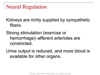 Kidneys are richly supplied by sympathetic
fibers.
Strong stimulation (exercise or
hemorrhage)–afferent arterioles are
constricted.
Urine output is reduced, and more blood is
available for other organs.
Neural Regulation
Copyright © 2014 John Wiley & Sons, Inc. All rights reserved.
 