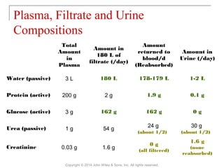 Total
Amount
in
Plasma
Amount in
180 L of
filtrate (/day)
Amount
returned to
blood/d
(Reabsorbed)
Amount in
Urine (/day)
Water (passive) 3 L 180 L 178-179 L 1-2 L
Protein (active) 200 g 2 g 1.9 g 0.1 g
Glucose (active) 3 g 162 g 162 g 0 g
Urea (passive) 1 g 54 g
24 g
(about 1/2)
30 g
(about 1/2)
Creatinine 0.03 g 1.6 g
0 g
(all filtered)
1.6 g
(none
reabsorbed)
Plasma, Filtrate and Urine
Compositions
Copyright © 2014 John Wiley & Sons, Inc. All rights reserved.
 