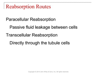 Paracellular Reabsorption
Passive fluid leakage between cells
Transcellular Reabsorption
Directly through the tubule cells
Reabsorption Routes
Copyright © 2014 John Wiley & Sons, Inc. All rights reserved.
 
