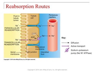 Reabsorption Routes
Copyright © 2014 John Wiley & Sons, Inc. All rights reserved.
 