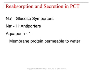 Na+
- Glucose Symporters
Na+
- H+
Antiporters
Aquaporin - 1
Membrane protein permeable to water
Reabsorption and Secretion in PCT
Copyright © 2014 John Wiley & Sons, Inc. All rights reserved.
 