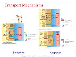 Transport Mechanisms
Copyright © 2014 John Wiley & Sons, Inc. All rights reserved.
AntiporterSymporter
 