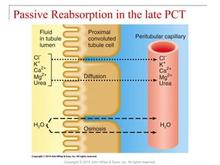 Passive Reabsorption in the late PCT
Copyright © 2014 John Wiley & Sons, Inc. All rights reserved.
 