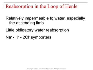 Relatively impermeable to water, especially
the ascending limb
Little obligatory water reabsorption
Na+
- K+
- 2Cl–
symporters
Reabsorption in the Loop of Henle
Copyright © 2014 John Wiley & Sons, Inc. All rights reserved.
 