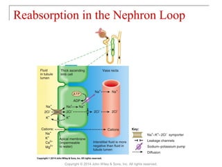 Reabsorption in the Nephron Loop
Copyright © 2014 John Wiley & Sons, Inc. All rights reserved.
 