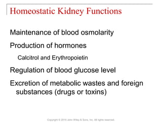 Maintenance of blood osmolarity
Production of hormones
Calcitrol and Erythropoietin
Regulation of blood glucose level
Excretion of metabolic wastes and foreign
substances (drugs or toxins)
Homeostatic Kidney Functions
Copyright © 2014 John Wiley & Sons, Inc. All rights reserved.
 