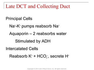 Principal Cells
Na+
-K+
pumps reabsorb Na+
Aquaporin – 2 reabsorbs water
Stimulated by ADH
Intercalated Cells
Reabsorb K+
+ HCO3
–
, secrete H+
Late DCT and Collecting Duct
Copyright © 2014 John Wiley & Sons, Inc. All rights reserved.
 