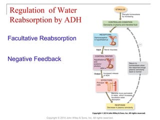 Regulation of Water
Reabsorption by ADH
Copyright © 2014 John Wiley & Sons, Inc. All rights reserved.
Facultative Reabsorption
Negative Feedback
 