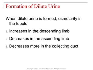 When dilute urine is formed, osmolarity in
the tubule
1. Increases in the descending limb
2. Decreases in the ascending limb
3. Decreases more in the collecting duct
Formation of Dilute Urine
Copyright © 2014 John Wiley & Sons, Inc. All rights reserved.
 