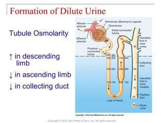 Formation of Dilute Urine
Copyright © 2014 John Wiley & Sons, Inc. All rights reserved.
Tubule Osmolarity
↑ in descending
limb
↓ in ascending limb
↓ in collecting duct
 