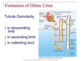 Formation of Dilute Urine
Copyright © 2014 John Wiley & Sons, Inc. All rights reserved.
Tubule Osmolarity
↑ in descending
limb
↓ in ascending limb
↓ in collecting duct
 