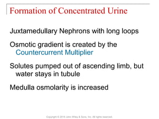 Juxtamedullary Nephrons with long loops
Osmotic gradient is created by the
Countercurrent Multiplier
Solutes pumped out of ascending limb, but
water stays in tubule
Medulla osmolarity is increased
Formation of Concentrated Urine
Copyright © 2014 John Wiley & Sons, Inc. All rights reserved.
 