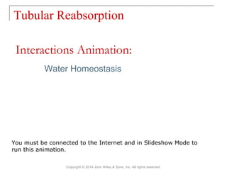 Tubular Reabsorption
Copyright © 2014 John Wiley & Sons, Inc. All rights reserved.
Water Homeostasis
Interactions Animation:
You must be connected to the Internet and in Slideshow Mode to
run this animation.
 