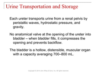 Each ureter transports urine from a renal pelvis by
peristaltic waves, hydrostatic pressure, and
gravity.
No anatomical valve at the opening of the ureter into
bladder – when bladder fills, it compresses the
opening and prevents backflow.
The bladder is a hollow, distensible, muscular organ
with a capacity averaging 700–800 mL.
Urine Transportation and Storage
Copyright © 2014 John Wiley & Sons, Inc. All rights reserved.
 