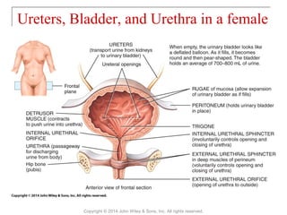 Ureters, Bladder, and Urethra in a female
Copyright © 2014 John Wiley & Sons, Inc. All rights reserved.
 