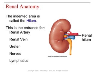 Renal Anatomy
The indented area is
called the Hilum.
This is the entrance for:
Renal Artery
Renal Vein
Ureter
Nerves
Lymphatics
Copyright © 2014 John Wiley & Sons, Inc. All rights reserved.
 