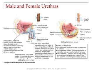 Male and Female Urethras
Copyright © 2014 John Wiley & Sons, Inc. All rights reserved.
 