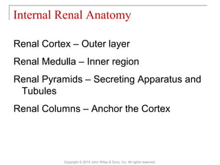 Renal Cortex – Outer layer
Renal Medulla – Inner region
Renal Pyramids – Secreting Apparatus and
Tubules
Renal Columns – Anchor the Cortex
Internal Renal Anatomy
Copyright © 2014 John Wiley & Sons, Inc. All rights reserved.
 